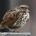 Sparrow4.jpg