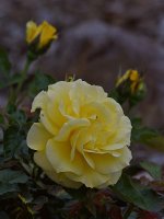 Rose2.jpg