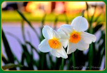 Two Spring Daffodils 2013.jpg