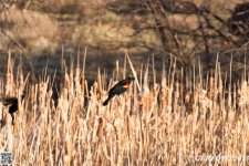 DSC_0045.jpg