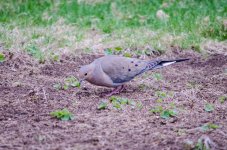 DSC_6189.jpg