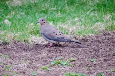 DSC_6190.jpg