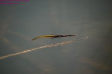 113 Red Spotted Newt-130423-02_01.jpg