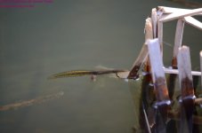 113 Red Spotted Newt-130423-03_01.jpg