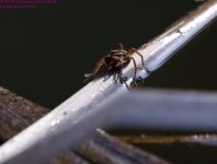 113 Spider-130423-Cropped_01.jpg