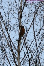 113- Robin-140423-01-Cropped_01.jpg