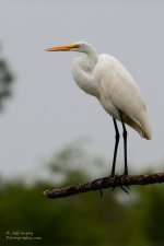 DSC_0831.jpg