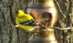 finch in gold.jpg