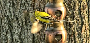 finches.jpg