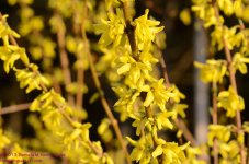 114 Forsythia-130424_01.jpg