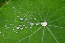 Nasturium leaf.jpg
