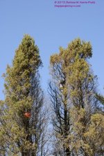 115 Basketball Tree-130425_01.jpg
