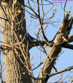 115 - Downy Woodpecker-130425-01-Cropped_01_edited-1.jpg