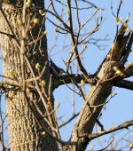 115 - Downy Woodpecker-130425-01-Cropped.jpg