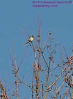115 Dark-eyed Junco-13-425-01-Cropped_01.jpg