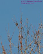115 Dark-eyed Junco-13-425-02-Cropped_01.jpg