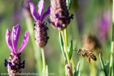 _D8A5353-Edit.jpg