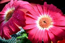 Pink Flowers with Dew Drops.jpg