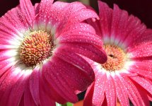 Pink Flowers with Dew Drops 2.jpg