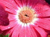 Pink Flower Close up.jpg