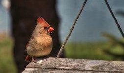 female cardinal.jpg