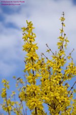 116 Forsythia-130426-02_01.jpg