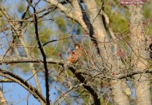 116 Robin-130426-02-Cropped_01.jpg