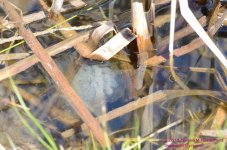 117 Frog Eggs-130427_01.jpg