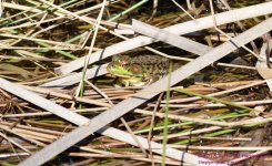 117 Frog-130727-02-Cropped_01.jpg