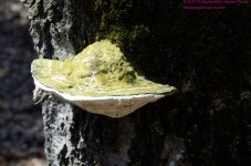 117 Tree Fungus-130427-03_01.jpg