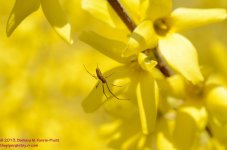 117 Yellow Sac Spider-130427_01.jpg