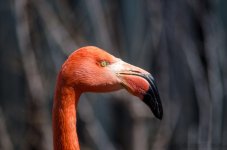 DSC_6328.jpg