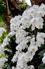 royalflora-12.jpg