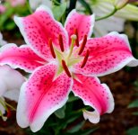 royalflora-71.jpg