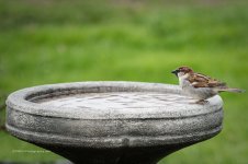 DSC_3639_6545.jpg