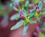 A bud.jpg