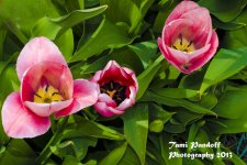 Tulip 1 Site .jpg