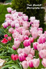Tulip 2 site.jpg
