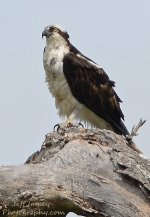 DSC_0479.jpg
