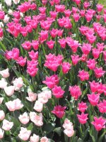 DSCN9396.jpg