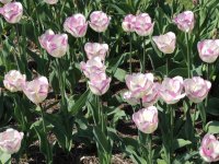 DSCN9405.jpg