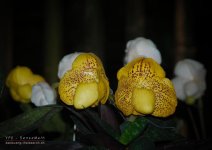 chon-flower-4.jpg