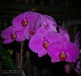 chon-flower-5.jpg