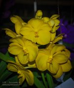 chon-flower-6.jpg