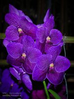 chon-flower-7.jpg