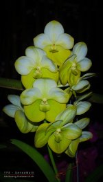 chon-flower-8.jpg