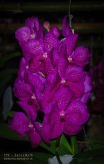 chon-flower-10.jpg
