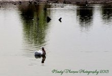 Pelican on Lake.jpg
