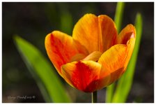 Day119GoldenTulip.jpg