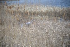 WhiteHeron.jpg WhiteHeron.jpg